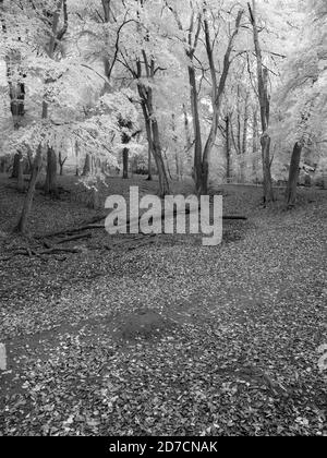 Black and White Landscape, Peaceful Woodland, Clayfield Copse, Emma Green, Caversham, Reading, Berkshire, England, UK, GB. Stock Photo