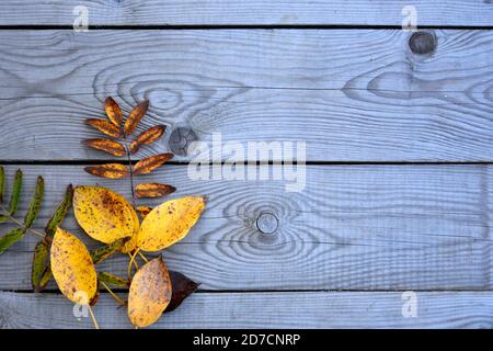 Autumn fallen yellow leaves lie on wooden boards. Wooden background with leaves. The background for the text. Stock Photo