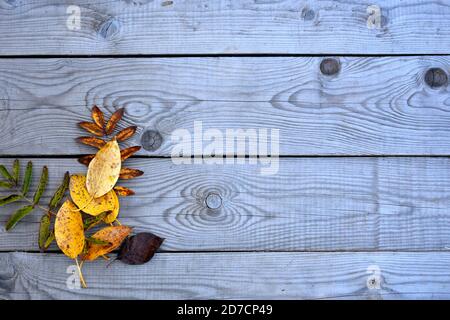 The background for the text. Autumn fallen yellow leaves lie on wooden boards. Wooden background with leaves. The background for the text. Stock Photo