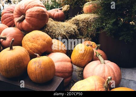 Decorative pumpkins at farm market stands on sheaves of hay .Thanksgiving holiday season and Halloween decor Stock Photo