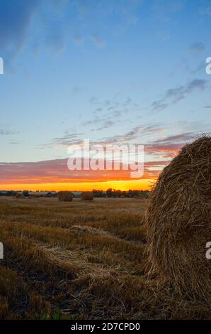 Farml field with hay bales during sunset. Stock Photo