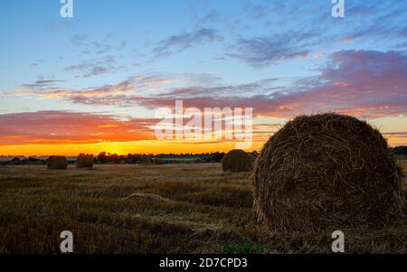 Farml field with hay bales during sunset. Stock Photo