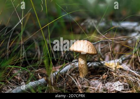 beautiful mushroom boletus in the autumn forest Stock Photo