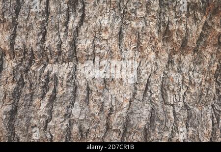 Palm tree rough trunk, nature abstract background or texture. Stock Photo