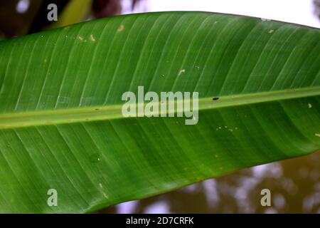 Closeup green banana leaf . green leaf line for background. selective focus Stock Photo