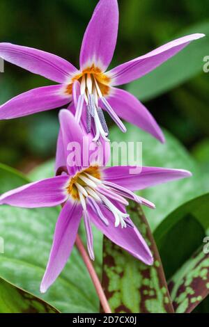 Erythronium dens canis flower garden march perennials Stock Photo