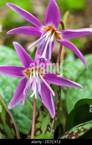 Erythronium dens canis Dog's Tooth Violet Stock Photo