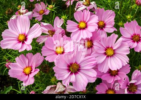 Cosmos flower pink Cosmos bipinnatus Sonata Pink Stock Photo