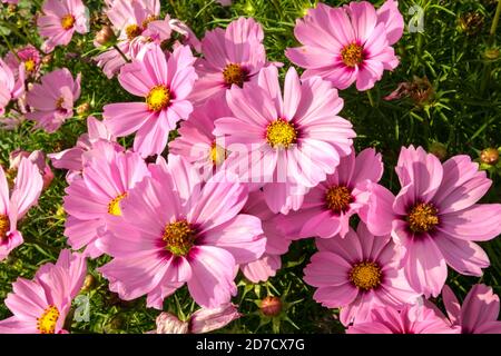 Mexican aster flower Cosmos bipinnatus Sonata Pink flowers Cosmos flowers garden Stock Photo