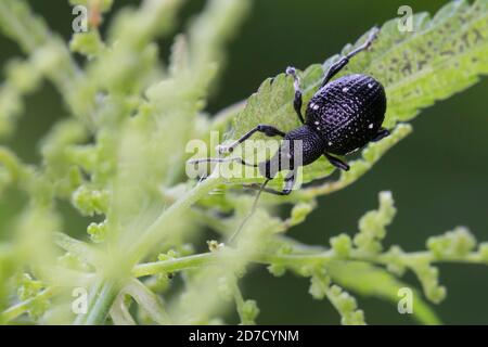 Hellgefleckter Dickmaulrüssler, Perlfleck-Dickmaulrüssler, Perlfleck-Dickmaulrüßler, Dickmaulrüssler, Dickmaulrüßler, Otiorhynchus gemmatus, lightspot Stock Photo