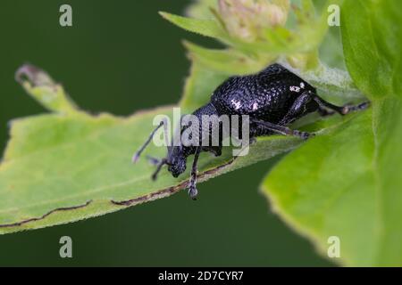 Hellgefleckter Dickmaulrüssler, Perlfleck-Dickmaulrüssler, Perlfleck-Dickmaulrüßler, Dickmaulrüssler, Dickmaulrüßler, Otiorhynchus gemmatus, lightspot Stock Photo