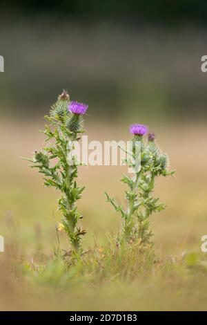 Spear Thistle; Cirsium vulgare; Flowering UK Stock Photo