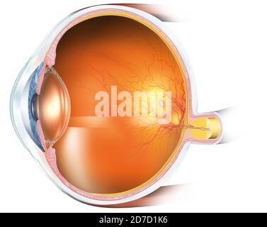 Medically 3D illustration showing human eye with artificial lens, retina, pupil, iris, anterior chamber, posterior chamber, ciliary body, eye ball, bl Stock Photo