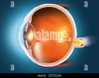 Medically 3D illustration showing healthy human eye with lens, retina, pupil, iris, anterior chamber, posterior chamber, ciliary body, eye ball, blood Stock Photo