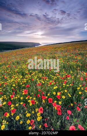 West Pentire; Corn Marigolds and Poppies in Flower; Summer; Cornwall; UK Stock Photo