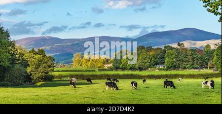 Cattle feeding in meadow in the Vale of Clwyd near Ruthin with Moel Famau on the left in Clwydian Mountain Range North Wales UK October 2019 268384 Stock Photo