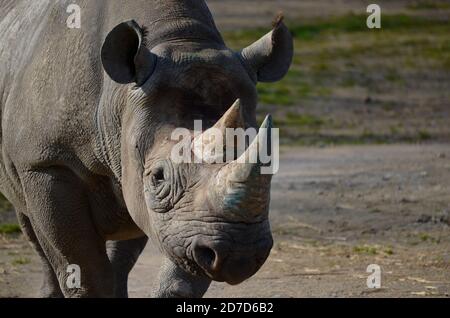 Rhinoceros at Howletts Wild Animal Park ltd Stock Photo