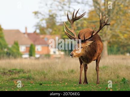 Beautiful Male Red Deer Stag with impressive horns standing in woodland, with out of focus redicentail houses in the background - Bushy Park, Middx Stock Photo