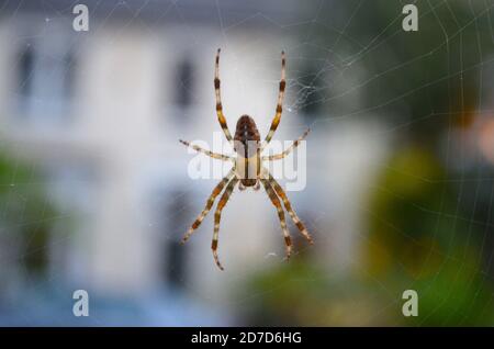 Garden Orb Spider (Araneus diadematus) sat in its web, London, England, September Stock Photo