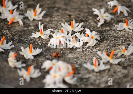 Parijat (Night Jasmine) flower laying on ground its called Raat Ki Rani