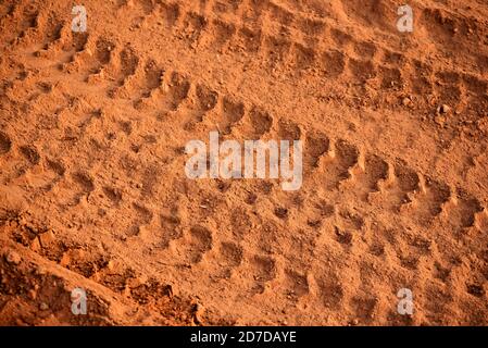 Tire tracks print on dirty red soil. Wheel marks of truck on soil texture background Stock Photo