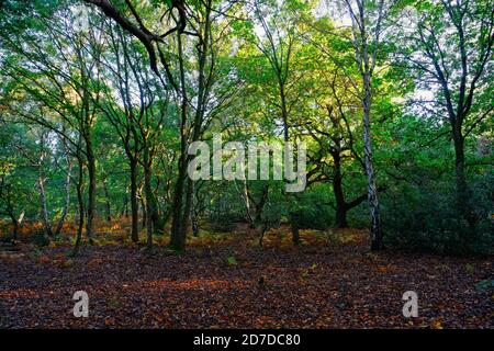 On the edge of Sherwood Forest on a damp, bright autumn morning. Stock Photo
