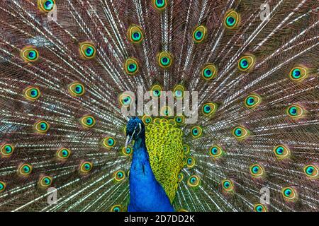 Frame filling image of a peacock spreading its pretty wings. Stock Photo