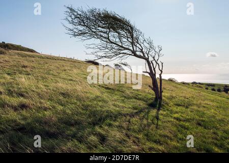 A windblown hawthorn tree on Bembridge Down, Isle of Wight Stock Photo