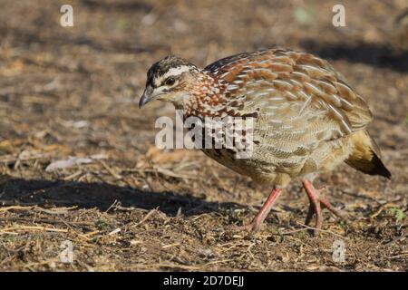 Crested Francolin (Dendroperdix sephaena) closeup profile foraging on the ground in South Africa with bokeh background Stock Photo