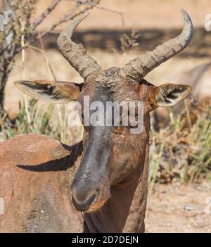 Tsessebe (Damaliscus lunatus lunatus) rare antelope closeup portrait in South Africa with bokeh background Stock Photo