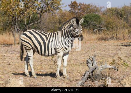 A solitary plains zebra standing in a field with a background of trees in autumn colors in South Africa Stock Photo