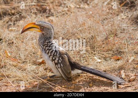 Southern yellow-billed hornbill closeup (Tockus leucomelas) foraging on the ground for insects in South Africa with bokeh background Stock Photo