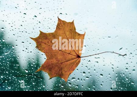 Orange maple leaf on window with water drops in rainy autumn morning Stock Photo