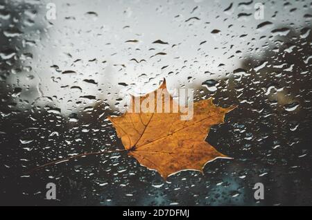Orange maple leaf on window with water drops in rainy autumn morning.S Stock Photo
