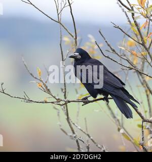 A Rook (Corvus frugilegus) sitting on the branch of a tree in Scotland, UK Stock Photo