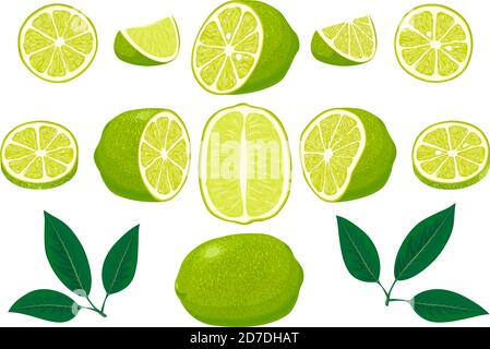 Fresh limes with leaves. Set of whole, cut in half, sliced on pieces fresh limes and leaves, lime peel. Collection of different lime views. Hand drawn Stock Vector