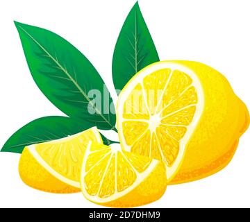 Fresh lemon, slices of lemon with leaves. Vector. Logo concept. Hand drawn vector illustration isolated on white background Stock Vector