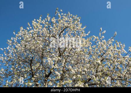 A wild cherry or sweet cherry tree (prunus avium) in full bloom in spring against a blue sky, Herefordshire, UK Stock Photo