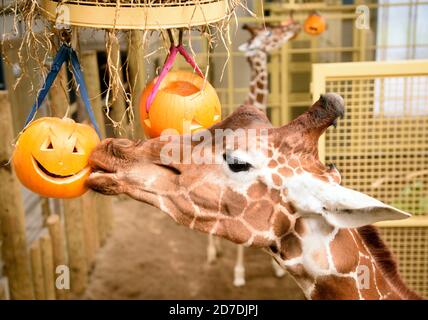 The giraffes at the Wild Place Project near Bristol investigate pumpkin treats in the build-up to Halloween at the conservation and education centre Stock Photo