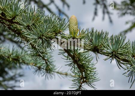 Blue Cedar Tree in Suffolk, England Stock Photo