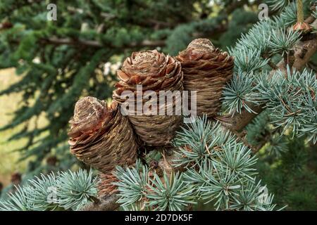 Blue Cedar Tree in Suffolk, England Stock Photo