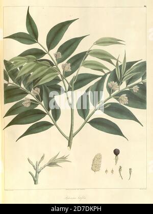 Broad-leaved yellowwood or real yellowwood (Podocarpus latifolius) is ...