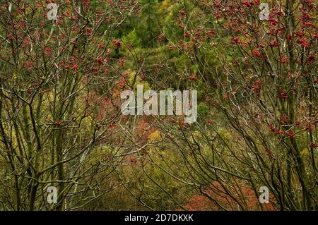 Red berries in clumps on young trees on the slope of a steep wooded gorge. Stock Photo