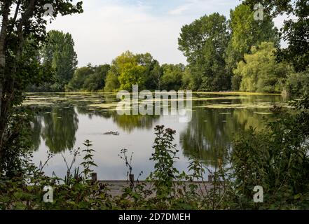 Lake with tree reflections and ducks Stock Photo