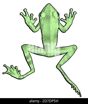 green frog, cut out vector illustration Stock Vector