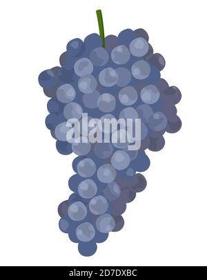 Red grape in cartoon style. Sweet fruit isolated on white background. Stock Vector