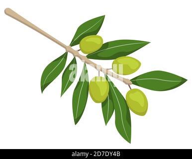 Green olives on branch. Illustration in cartoon style isolated on white background. Stock Vector