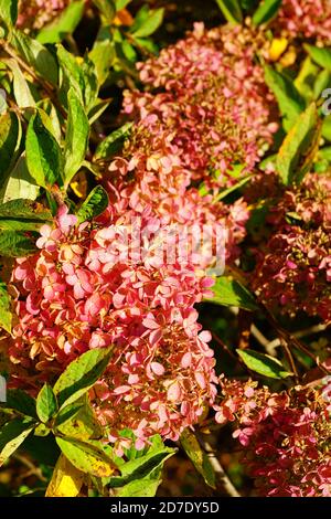 Pink heads of weeping hydrangea paniculata flowers Stock Photo