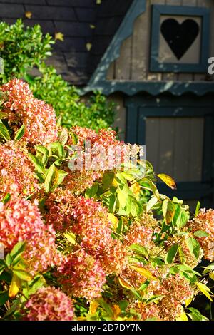 Pink heads of weeping hydrangea paniculata flowers Stock Photo