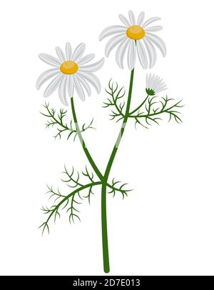 Beautiful chamomile bush. Daisies in cartoon style isolated on white background. Stock Vector